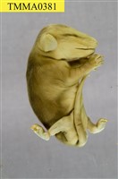 藏品(負子袋鼠)的圖片